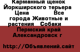 Карманный щенок Йоркширского терьера › Цена ­ 30 000 - Все города Животные и растения » Собаки   . Пермский край,Александровск г.